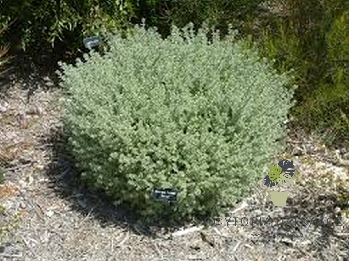 🌿 ΒΕΣΤΡΙΤΣΙΑ – Westringia fruticosa - 2